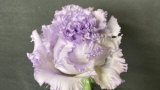 カタログ Nfラベンダー リシアンサス トルコキキョウ Rfp Blog るもいの花