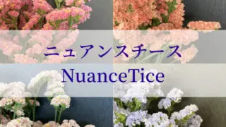モノリシアンカタログ Nfダークメロウ リシアンサス トルコキキョウ Rfp Blog るもいの花 モノリシアンカタログ Nfダークメロウ リシアンサス トルコキキョウ Rfp Blog るもいの花