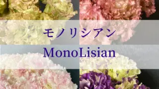 モノリシアンカタログ Nfダークメロウ リシアンサス トルコキキョウ Rfp Blog るもいの花 モノリシアンカタログ Nfダークメロウ リシアンサス トルコキキョウ Rfp Blog るもいの花