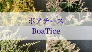 モノリシアンカタログ Nfダークメロウ リシアンサス トルコキキョウ Rfp Blog るもいの花 モノリシアンカタログ Nfダークメロウ リシアンサス トルコキキョウ Rfp Blog るもいの花