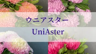 モノリシアンカタログ Nfダークメロウ リシアンサス トルコキキョウ Rfp Blog るもいの花 モノリシアンカタログ Nfダークメロウ リシアンサス トルコキキョウ Rfp Blog るもいの花