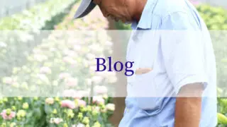 モノリシアンカタログ Nfダークメロウ リシアンサス トルコキキョウ Rfp Blog るもいの花 モノリシアンカタログ Nfダークメロウ リシアンサス トルコキキョウ Rfp Blog るもいの花