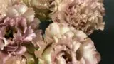 カタログ Nfワーロピンク リシアンサス トルコキキョウ Rfp Blog るもいの花